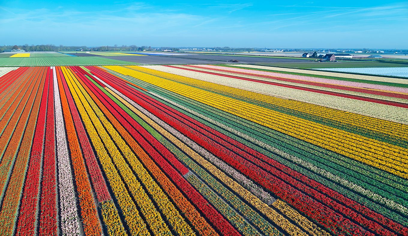 Khám Phá Các Cánh Đồng Hoa Tulip Ở Amsterdam 2025 – Địa Điểm, Cách Di Chuyển & Giá Vé Chi Tiết