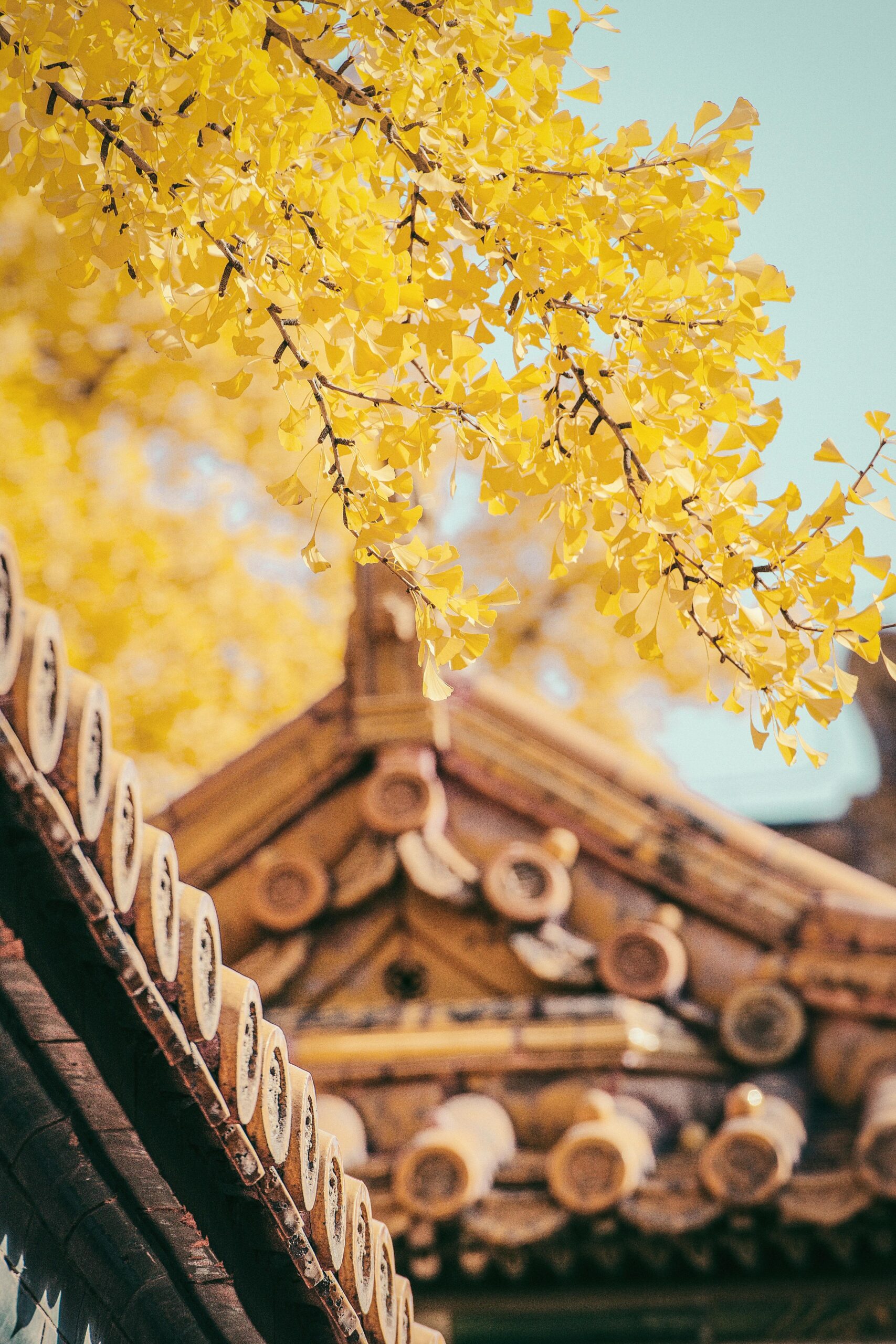 Yellow gingko leaves contrast with a traditional wooden Chinese roof in Beijing.