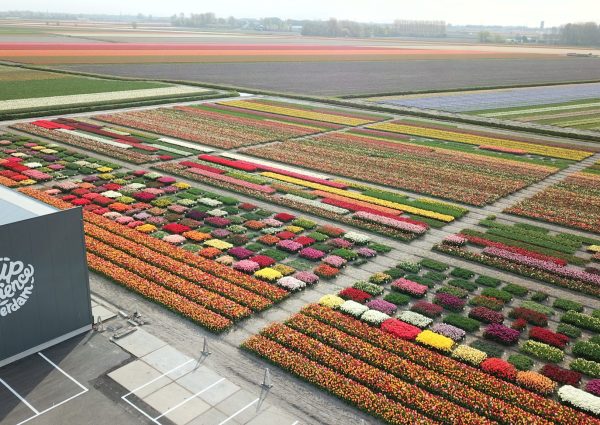 Tulip-Experience-Amsterdam-1-2048x1152
